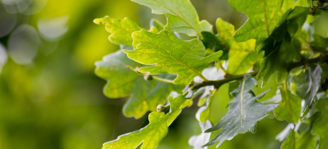  Tavallinen metsätammi vai kartiotammi – iso kokoero